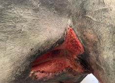 Herida abdominal ventral 04 Darasyl