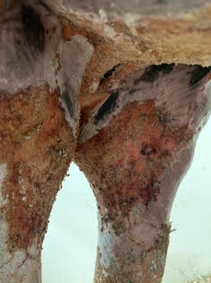Quemaduras por incendio de vegetación 02 Darasyl
